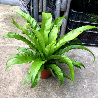 耐阴植物有哪些品种，室内耐阴植物有哪些品种？