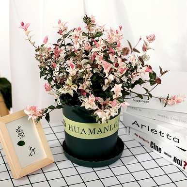耐阴植物有哪些品种，室内耐阴植物有哪些品种？