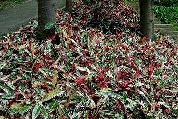 紫背竹芋的养殖方法和注意事项，紫背天鹅绒竹芋干死了怎么救？