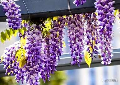 紫藤花期短的原因是什么？紫藤花期有多长？
