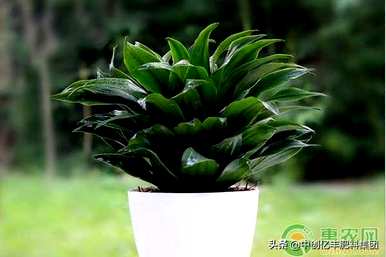 巴西铁树在家阳台上种植好吗？巴西铁树的养殖方法和技术