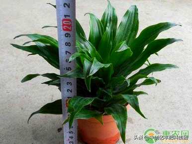 巴西铁树在家阳台上种植好吗？巴西铁树的养殖方法和技术