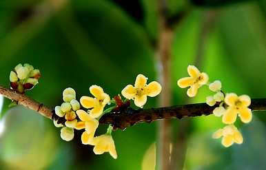 如何在北方培育桂花树？