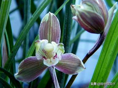 怎样种兰花才好，怎样种兰花才好