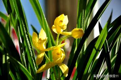 怎样种兰花才好，怎样种兰花才好
