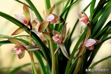 怎样种兰花才好，怎样种兰花才好