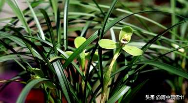 怎样种兰花才好，怎样种兰花才好