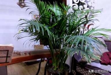 散尾葵浇水过多的症状，散尾葵多久浇水一次？