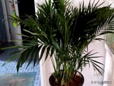 散尾葵浇水过多的症状，散尾葵多久浇水一次？