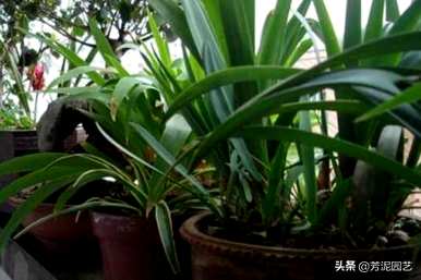 散尾葵浇水过多的症状，散尾葵多久浇水一次？
