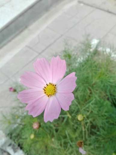 你知道波斯菊的花语吗？波斯菊的象征和意义