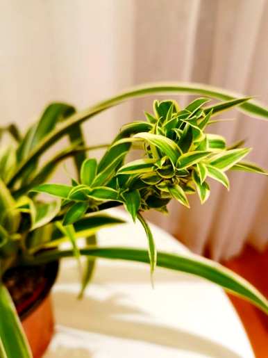 净化空气的花草有哪些，房间里可以放哪些花草净化空气？