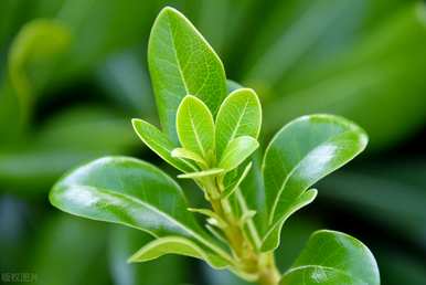 北方常绿灌木有哪些树种？北方常绿树种庭院