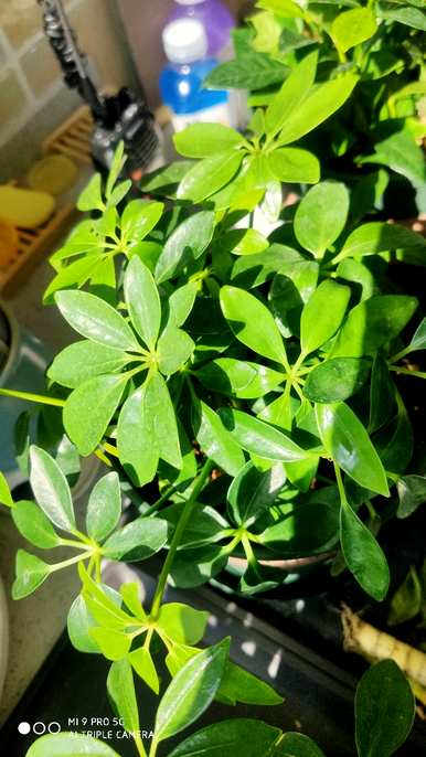 净化空气的花草有哪些，房间里可以放哪些花草净化空气？