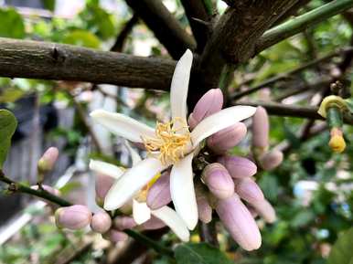 净化空气的花草有哪些，房间里可以放哪些花草净化空气？