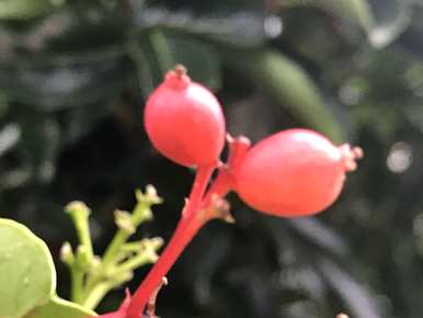 北方常绿灌木有哪些树种？北方常绿树种庭院