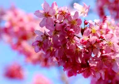 蓝色樱花的花语是什么，樱花的花语和代表意义？