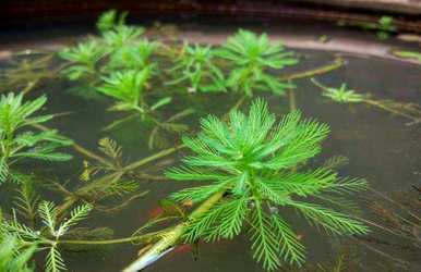 水上种植狐尾藻、狐尾藻的种植方法和时间