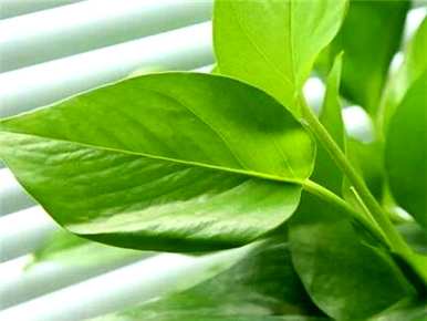 绿萝最好最快的肥料，绿萝最好的肥料是什么？
