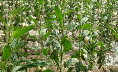 人参果适合在哪里种植？人参果种植管理技术视频