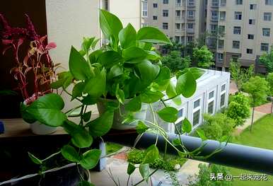 什么花适合月份种，11月种什么花？