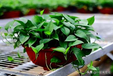 什么花适合月份种，11月种什么花？