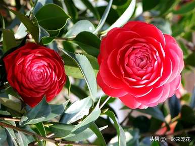 什么花适合月份种，11月种什么花？