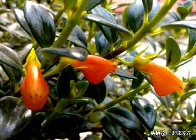 什么花适合月份种，11月种什么花？