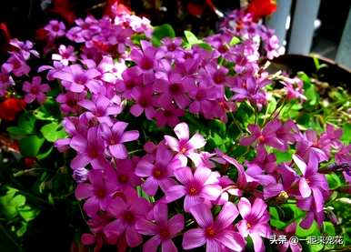 什么花适合月份种，11月种什么花？