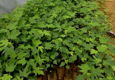 如何种植木瓜树来防止花，如何种植木瓜树