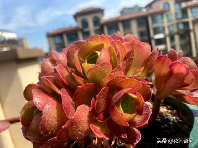 东云系皮好养的多肉有哪些，好养的多肉有哪些？