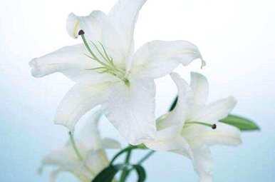 百合花修剪几个月，百合花怎么修剪？