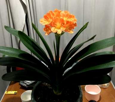 君子兰不开花的原因和治疗方法，君子兰不开花的原因