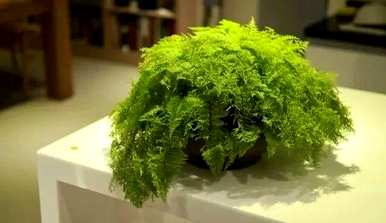 如何繁殖波斯顿蕨类植物