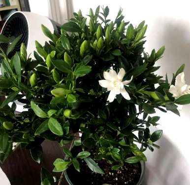 栀子花怎么修剪，栀子花怎么修剪