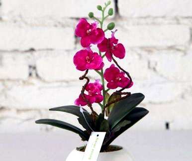 蝴蝶兰花语是什么，各种蝴蝶兰花语是什么？