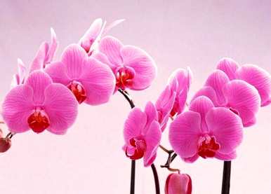 蝴蝶兰花语是什么，各种蝴蝶兰花语是什么？