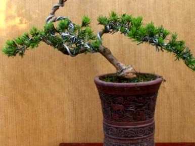 如何种植罗汉松，北方种植罗汉松