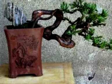 如何种植罗汉松，北方种植罗汉松