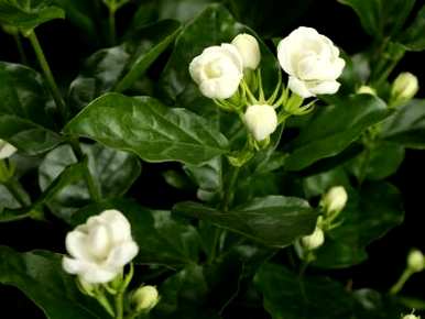 双瓣茉莉花好养吗？双瓣茉莉花高清图