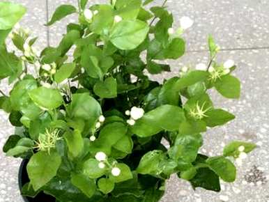 双瓣茉莉花好养吗？双瓣茉莉花高清图