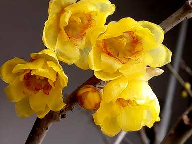 腊梅花是哪个季节开的，腊梅花是什么季节开的？