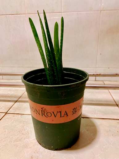 芦荟花怎么养才茂盛，芦荟花怎么养？