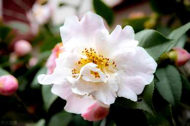 山茶花怎么养才能长得好，茶花苗怎么养才能长得快