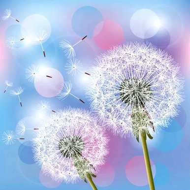 蒲公英花语是什么，蒲公英花语是什么？