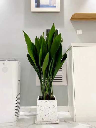 好看又好养的花有哪些？方花盆适合养什么花？