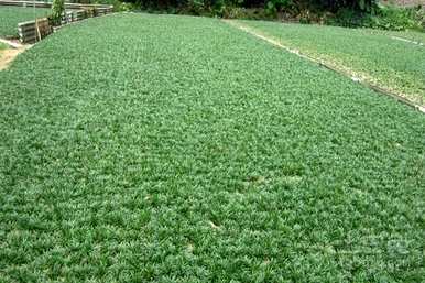 如何种植玉龙草？玉龙草在庭院种植半年后开始发芽