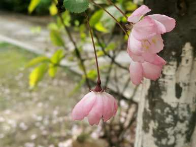 老北京西府海棠的寓意是什么？西府海棠的寓意是什么