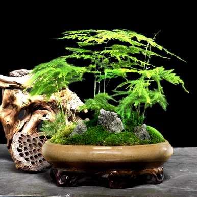 办公室里有哪些绿色植物，兔子办公室里有哪些绿色植物？