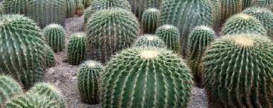 如何重新种植仙人球？